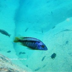 Mylochromis sp. ‚lateristriga‘