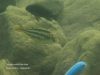 Chilotilapia euchilus