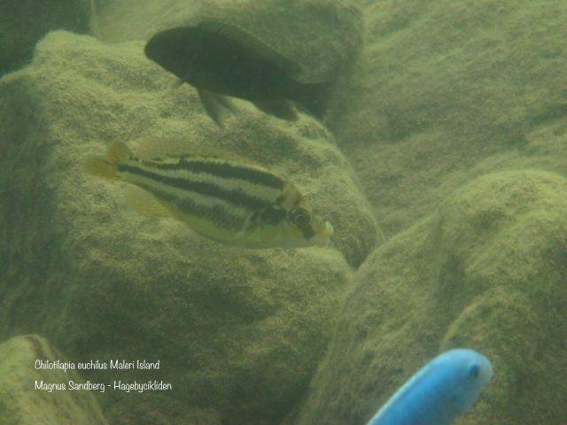 Chilotilapia euchilus