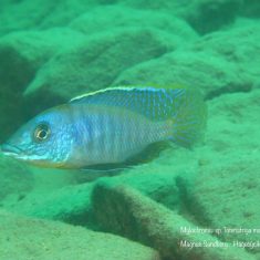 Mylochromis sp. ,lateristriga‘