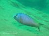 Copadichromis atripinnis Chiofu 