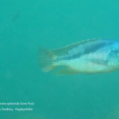 Mylochromis epichorialis