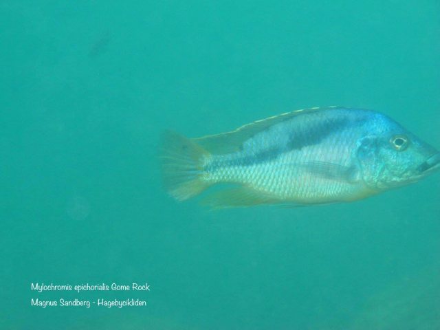 Mylochromis epichorialis