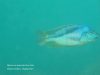 Mylochromis epichorialis