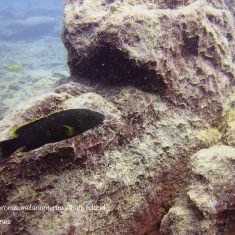 Melanochromis melanopterus