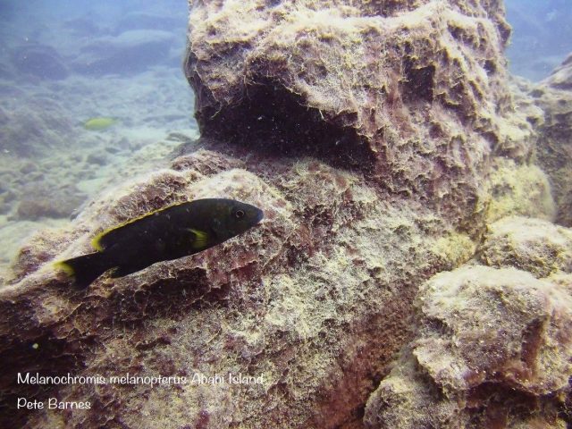 Melanochromis melanopterus