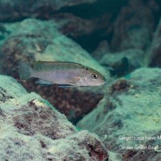 Genyochromis mento