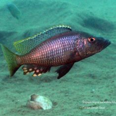 Stigmatochromis melanchros
