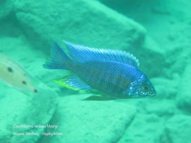 Copadichromis verduyni
