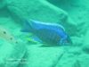 Copadichromis verduyni