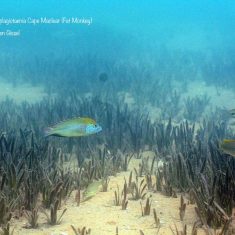 Mylochromis plagiotaenia
