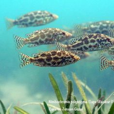 Nimbochromis polystigma