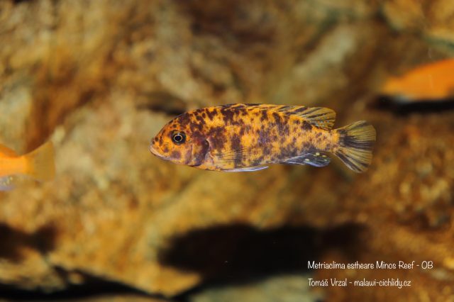 Metriaclima estherae Minos Reef (OB samice)