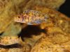 Metriaclima estherae Minos Reef (OB samice)
