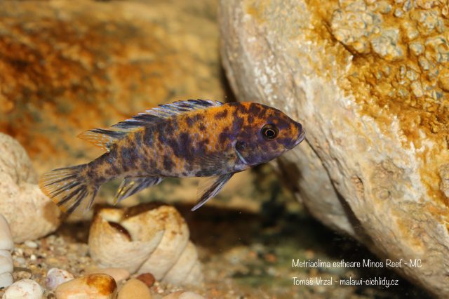 Metriaclima estherae Minos Reef (MC samec)