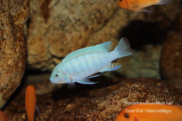 Metriaclima estherae Minos Reef (samec)