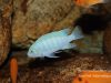 Metriaclima estherae Minos Reef (samec)