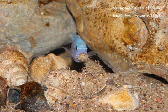Metriaclima estherae Minos Reef (samec)