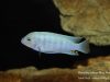 Metriaclima estherae