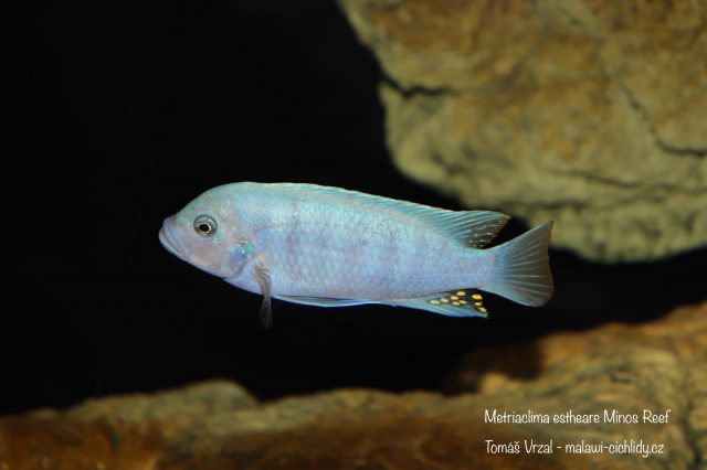 Metriaclima estherae