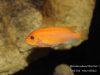 Metriaclima estherae Minos Reef (samice)