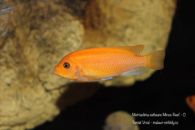 Metriaclima estherae Minos Reef (samice)