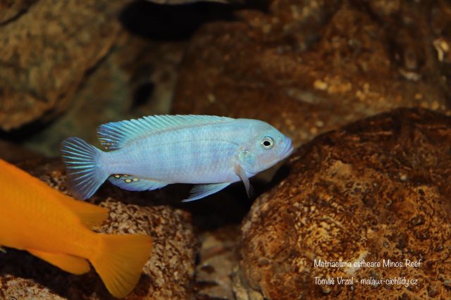 Metriaclima estherae Minos Reef (samec)