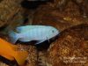 Metriaclima estherae Minos Reef (samec)