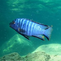 Petrotilapia mumboensis