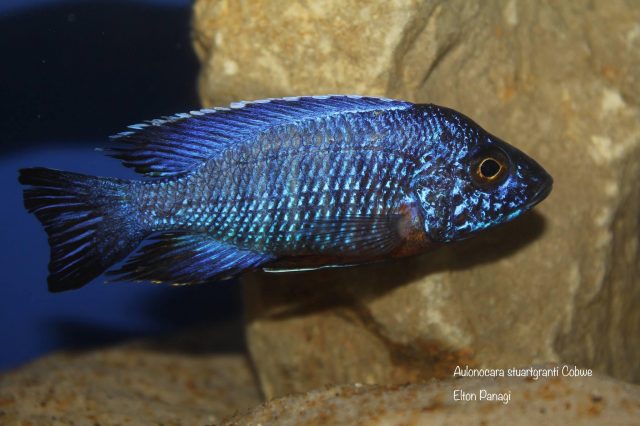 Aulonocara stuartgranti Cobwe (samec)