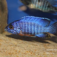 Aulonocara stuartgranti