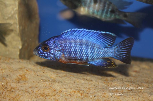 Aulonocara stuartgranti