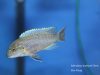 Iodotropheus stuartgranti Gome
