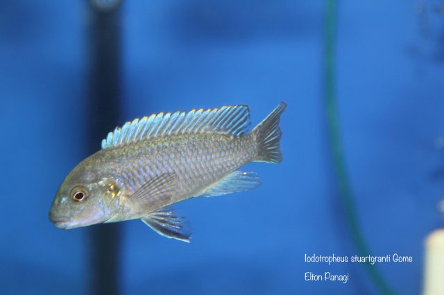 Iodotropheus stuartgranti Gome