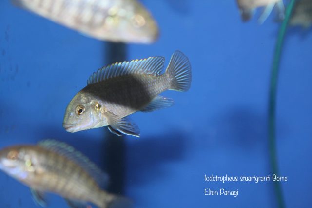 Iodotropheus