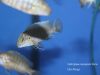 Iodotropheus