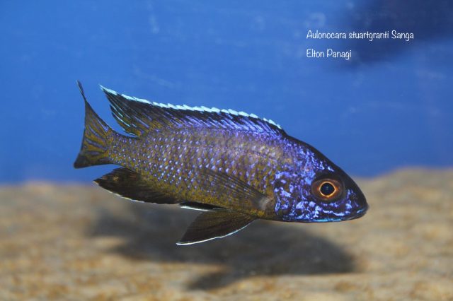 Aulonocara stuartgranti