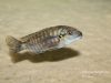 Iodotropheus stuartgranti Gome (samice)