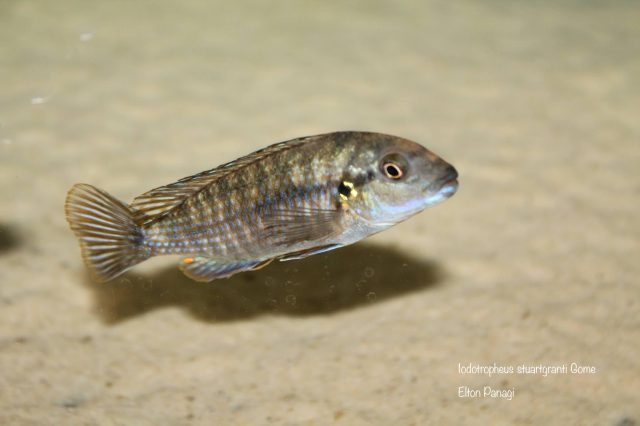 Iodotropheus stuartgranti Gome (samice)