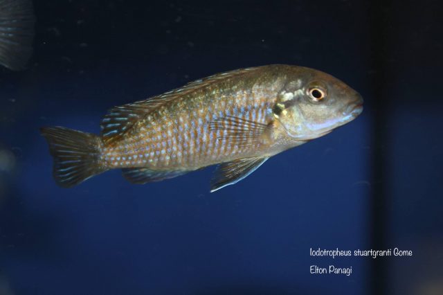 Iodotropheus stuartgranti Gome (samice)