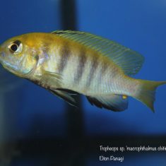 Tropheops sp. ‚macrophthalmus‘