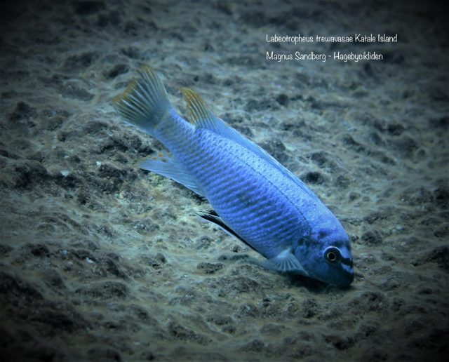 Labeotropheus trewavasae