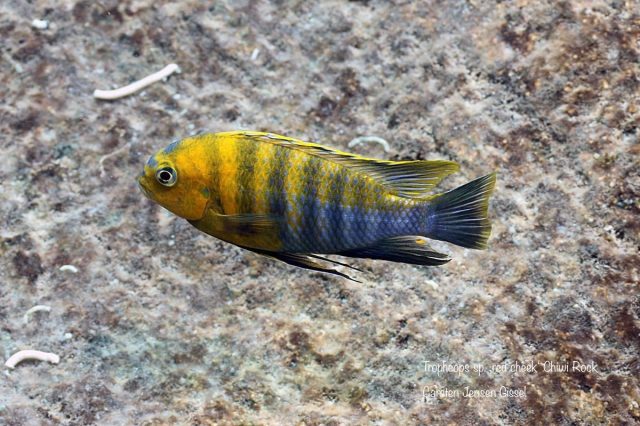 Tropheops sp. 'red cheek' Chiwi Rock (samec)