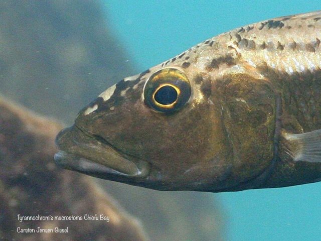 Tyrannochromis macrostoma Chiofu Bay