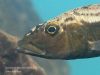 Tyrannochromis macrostoma Chiofu Bay
