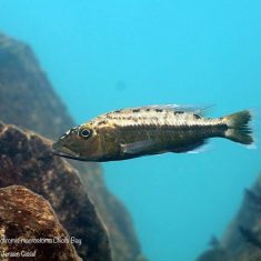 Tyrannochromis macrostoma