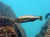 Tyrannochromis macrostoma