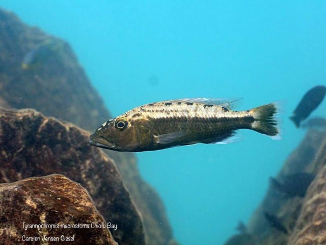 Tyrannochromis macrostoma