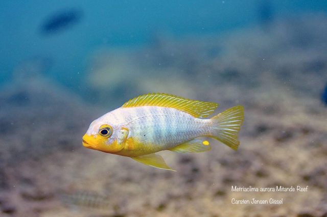 Metriaclima aurora Mitande Reef