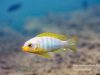 Metriaclima aurora Mitande Reef